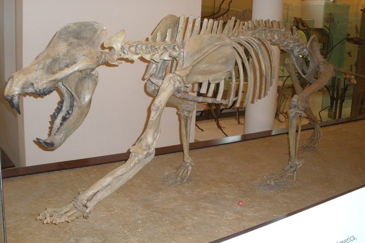 Esqueleto de animal da família Amphicyonidae – Domínio Público
