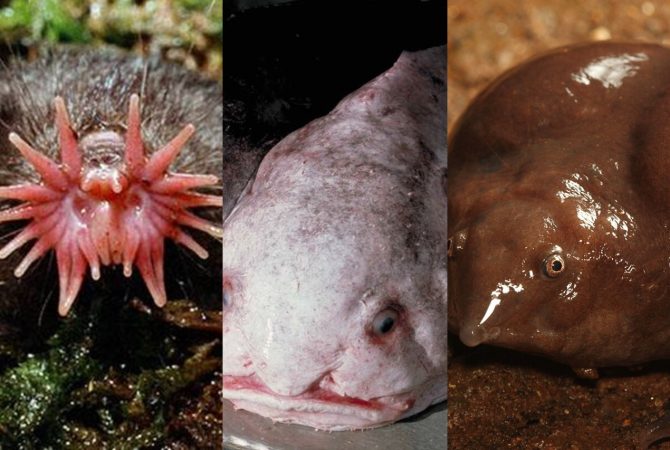 ‘Ave coveira’, javali com verruga e toupeira ‘alienígena’: veja os animais mais ‘feios’ do mundo