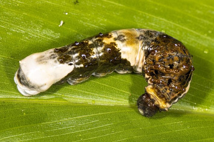 Lagarta da borboleta-cauda-de-andorinha-gigante (Heraclides thoas ou Papilio cresphontes) – Wikimedia Commons/Letícia Smania Donanzan