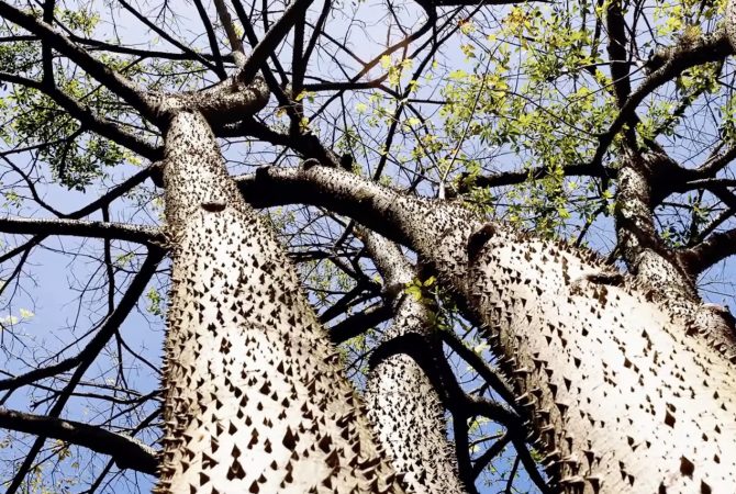 Árvore amazônica usa mecanismo ‘explosivo’ para espalhar sementes pela floresta e a garantir a sobrevivência da espécie; entenda