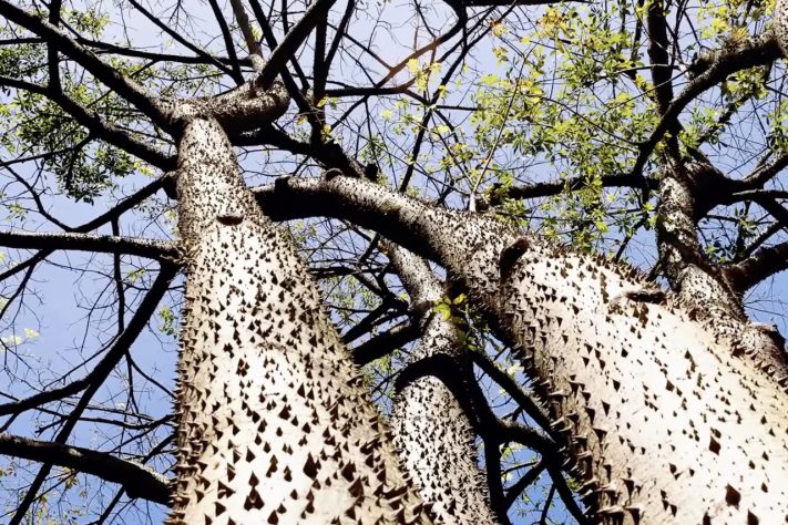 Assacu (Hura crepitans) – Floresta Amazônica tem árvore com fruto que 'explode' – Reprodução/YouTube Wild Earth