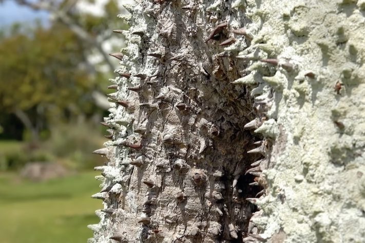 Assacu (Hura crepitans) – Floresta Amazônica tem árvore com fruto que 'explode' – Reprodução/YouTube Wild Earth