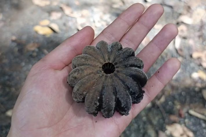 Assacu (Hura crepitans) – Floresta Amazônica tem árvore com fruto que 'explode' – jojimenezb/iNaturalist