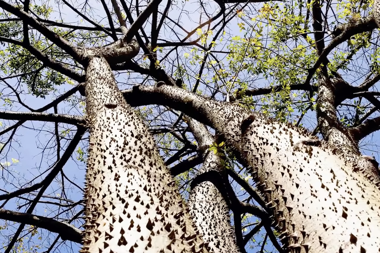 Assacu (Hura crepitans) – Floresta Amazônica tem árvore com fruto que 'explode' – Reprodução/YouTube Wild Earth