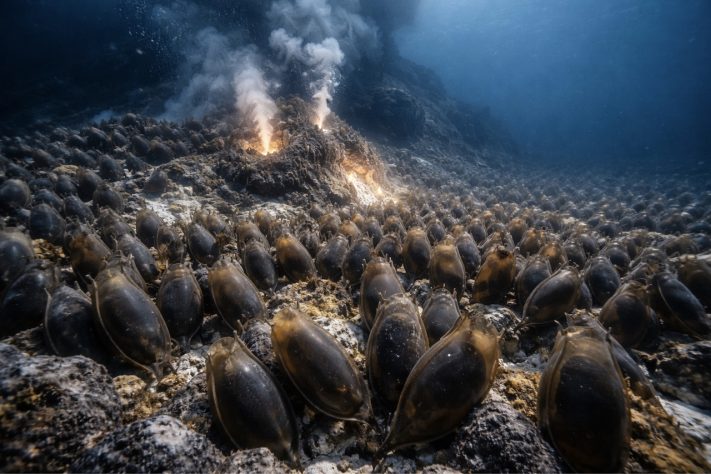 'Berçário gigante' com mais de 2,1 milhões de ovos de raias surpreende pesquisadores no litoral do Canadá – Imagem gerada por IA