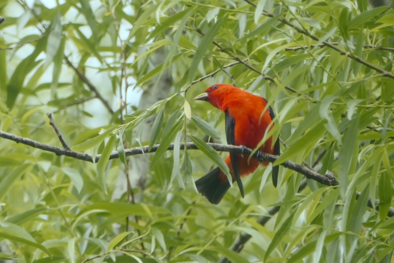 Diferentemente de outras formas de turismo, o objetivo principal não é apenas visitar um destino, mas compreender os ecossistemas e apreciar os animais em seu ambiente natural. Nesse cenário, o Brasil ocupa posição de destaque graças à enorme variedade de aves espalhadas por seus diferentes biomas.