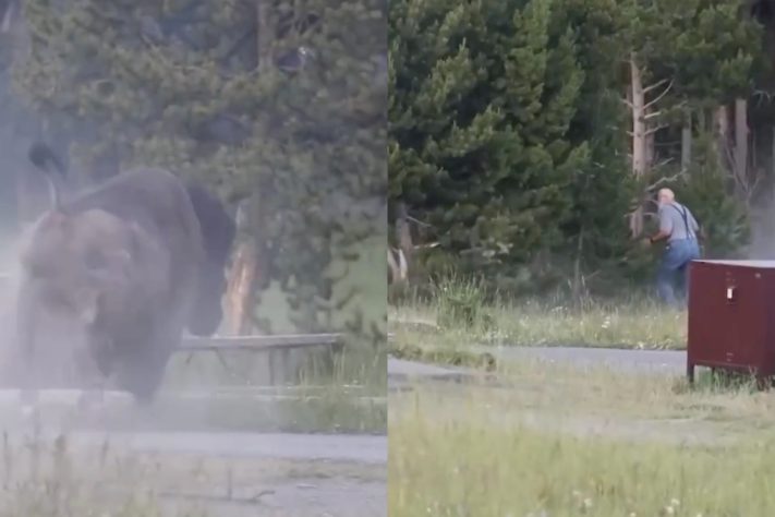 Bisão de quase uma tonelada arremessa idoso no ar em parque nacional dos Estados Unidos – Reprodução/Mike MacLeod