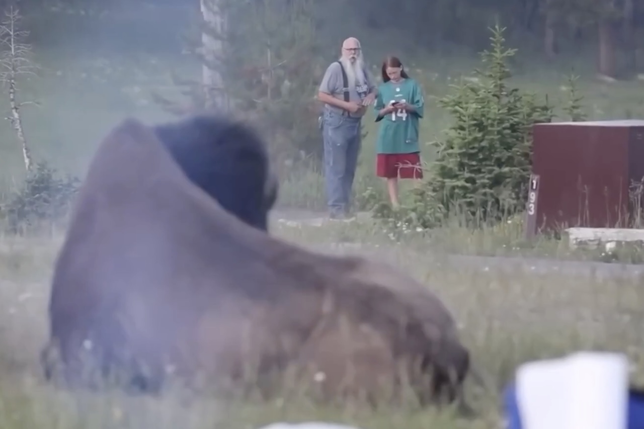O vídeo impressionante de um idoso sendo perseguido e atacado por um bisão no Parque Nacional de Yellowstone, nos Estados Unidos, ganhou enorme repercussão nas redes sociais. O incidente foi registrado pelo fotógrafo Mike MacLeod, que relatou que o animal inicialmente investiu contra uma caminhonete antes de perseguir o homem, que tentou se proteger atrás de uma árvore. -  (crédito: Reprodução/Mike MacLeod)