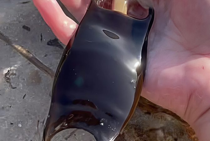 ‘Bolsas de sereia’: cápsulas misteriosas encontradas em praias na verdade escondem filhotes de tubarão