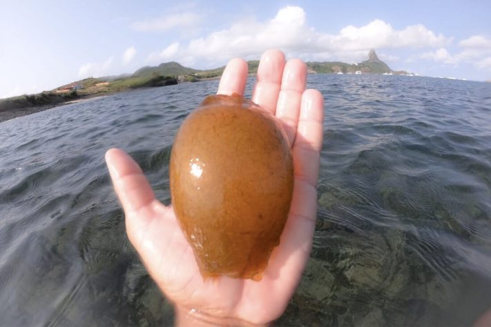 Bolsas de sereia são como são chamados os ovos de arraias e tubarões –