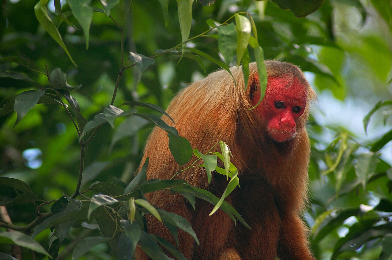 Uacari-careca (Cacajao calvus): Esse primata amazônico chama atenção pelo rosto vermelho vivo, sinal de boa saúde e importante na escolha de parceiros. Vive em grupos nas florestas alagadas da Amazônia e está ameaçado devido à destruição do habitat.