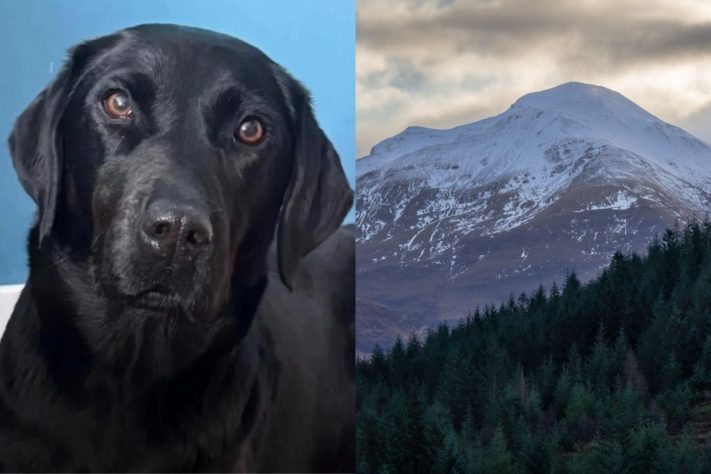Cachorro é regatado em trilha de montanha mais alta do Reino Unido após comer maconha – Divulgação/Lochaber Mountain Rescue Team/Pexels