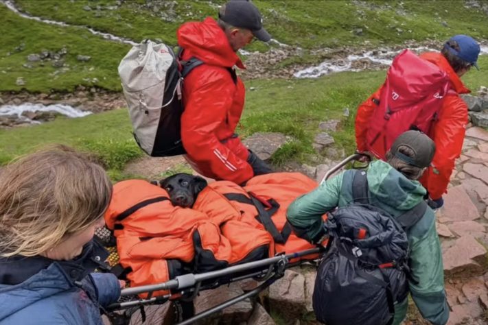 Cachorro é regatado em trilha de montanha mais alta do Reino Unido após comer maconha – Reprodução/Lochaber Mountain Rescue Team vi Redes Sociais