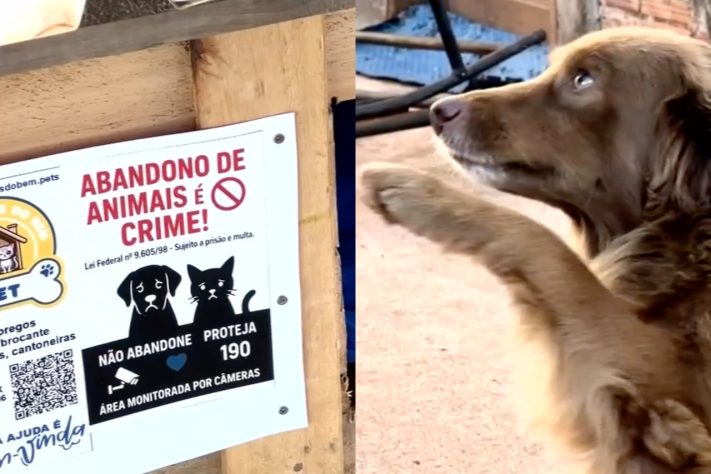 Caminhoneiro constrói casinhas para pets abandonados em Rio Preto (SP) — Reprodução/TV TEM