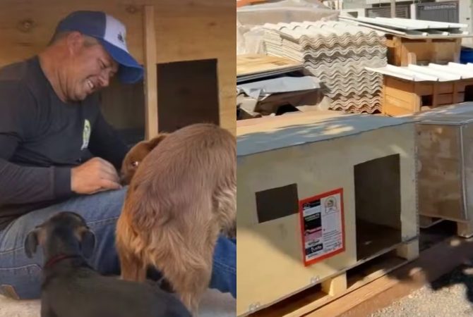 Construiu mais de 1,7 mil casinhas! Caminhoneiro do interior de SP transforma oficina improvisada em refúgio para animais de rua