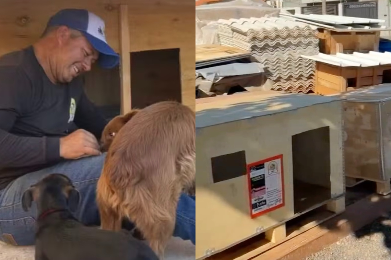 Caminhoneiro constrói casinhas para pets abandonados em Rio Preto (SP) — Reprodução/TV TEM