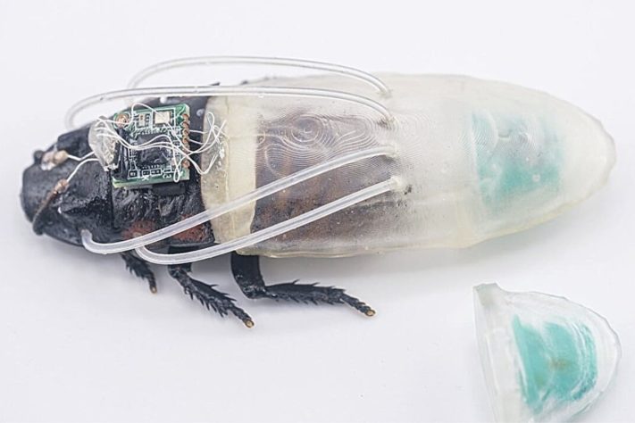 Equipamento permite que baratas respirem debaixo d’água por até 3 horas em testes laboratoriais – Reprodução/Universidade Tecnológica de Nanyang