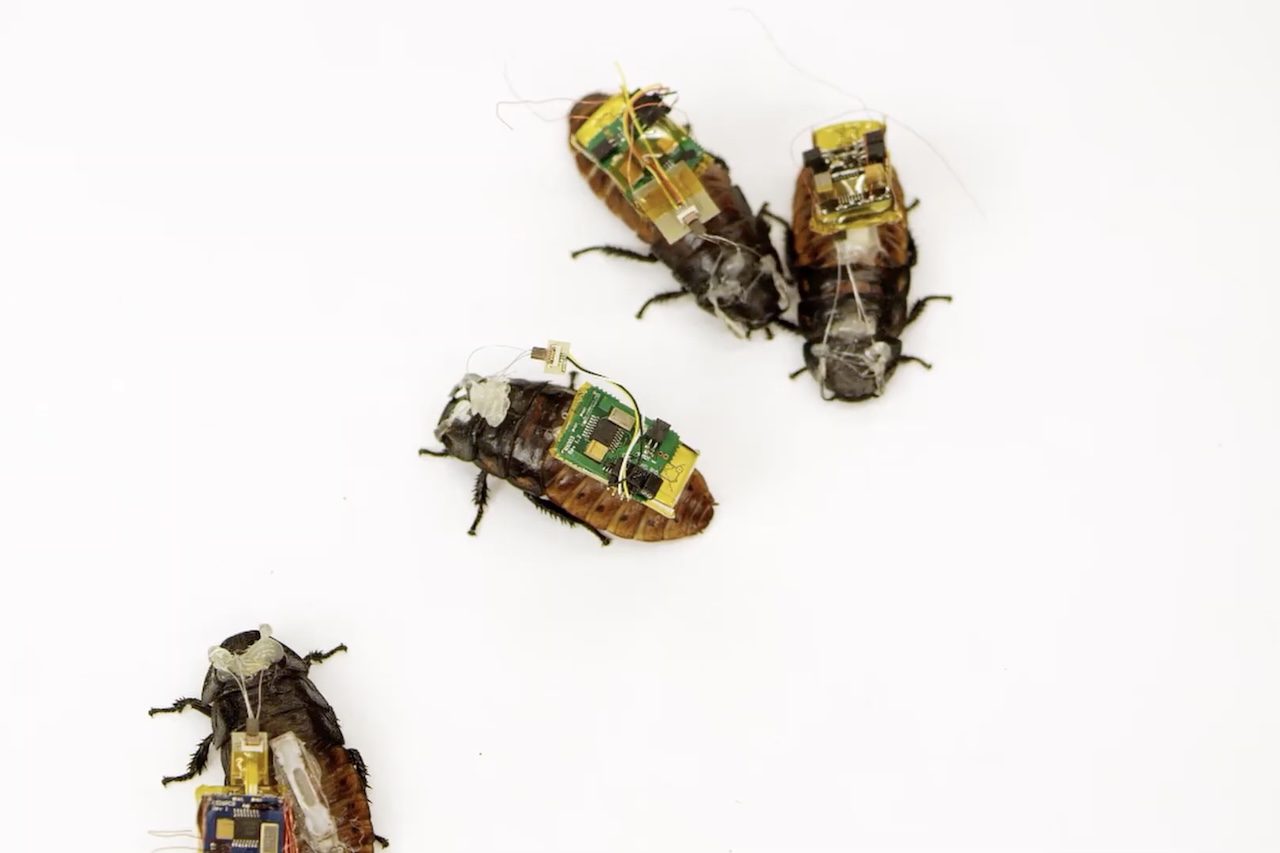 Apesar do potencial para futuras missões em outros planetas, especialistas alertam que o uso de organismos vivos fora da Terra exige cuidados rigorosos para evitar contaminação biológica. A ideia de transformar baratas em auxiliares de resgate, porém, já vem sendo estudada desde 2014, com sensores e microfones capazes de localizar pedidos de socorro sob escombros.