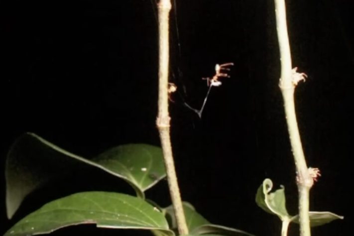 Nova espécie de aranha surpreende cientistas com estratégia de 'catapulta mortal' para capturar formigas – Reprodução/YouTube The Conversation