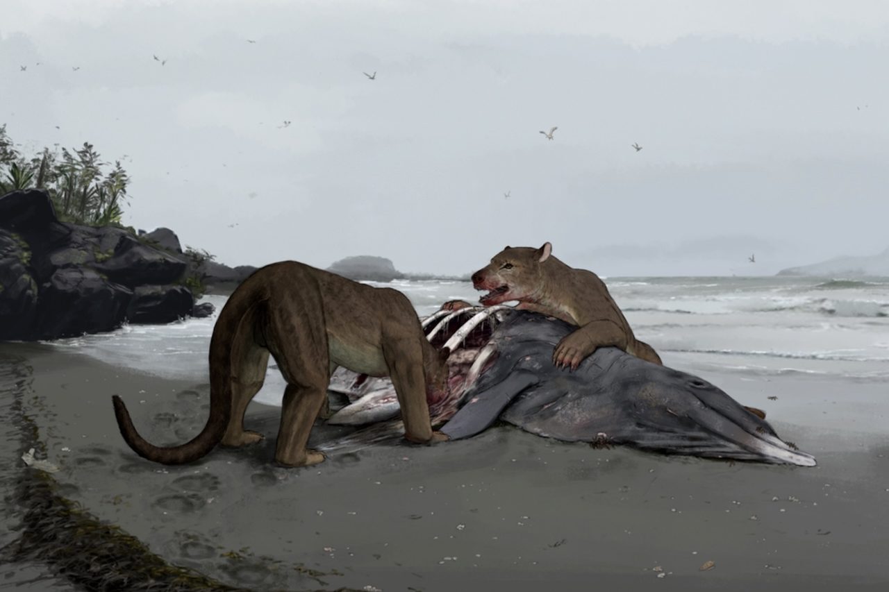 A região também abrigava pequenos herbívoros, felinos primitivos, mustelídeos, crocodilos de pequeno porte e diversos outros vertebrados. Esse conjunto de espécies formava um ecossistema rico e bastante diversificado.