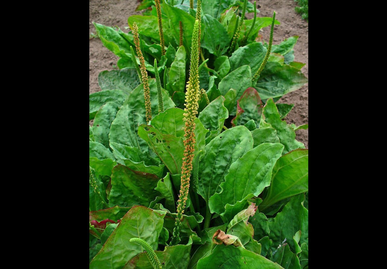 A tanchagem (Plantago major) integra a Relação Nacional de Plantas Medicinais de Interesse ao SUS. Isso significa que a espécie foi reconhecida como relevante para estudos e para o uso racional de plantas medicinais no sistema público de saúde