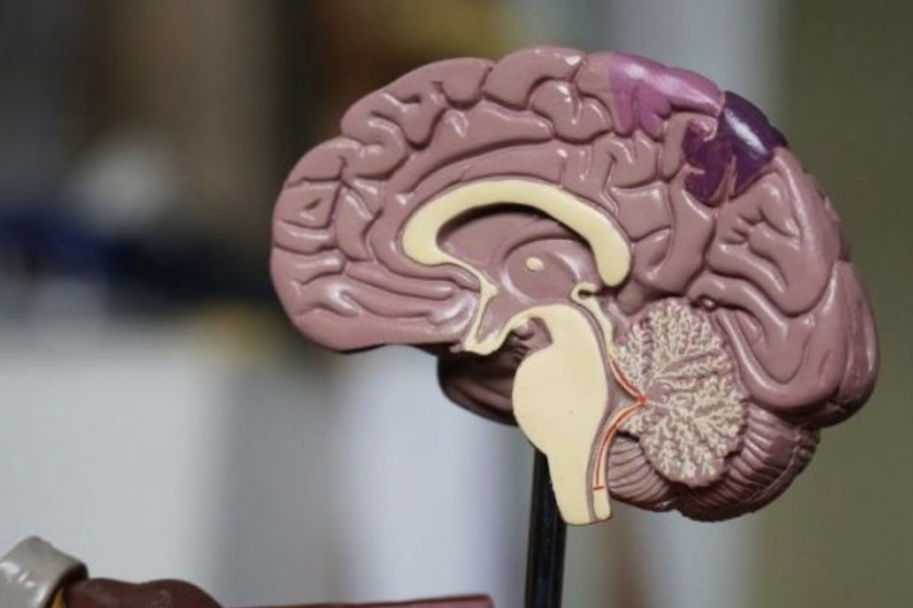 Um estudo da Universidade Estadual de Campinas (Unicamp) e do Instituto D'Or de Pesquisa e Ensino (IDOR), publicado na revista científica 'Glial Health Research', investigou como alterações metabólicas nas fases iniciais do desenvolvimento do cérebro podem aumentar o risco de transtornos neuropsiquiátricos, como a esquizofrenia.
 -  (crédito: Robina Weermeijer/Unsplash)