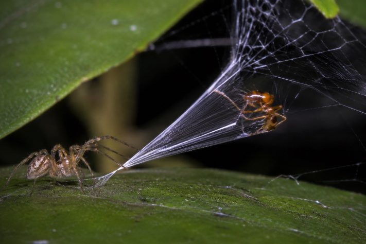 Nova espécie de aranha surpreende cientistas com estratégia de 'catapulta mortal' para capturar formigas – Imagem gerada por IA