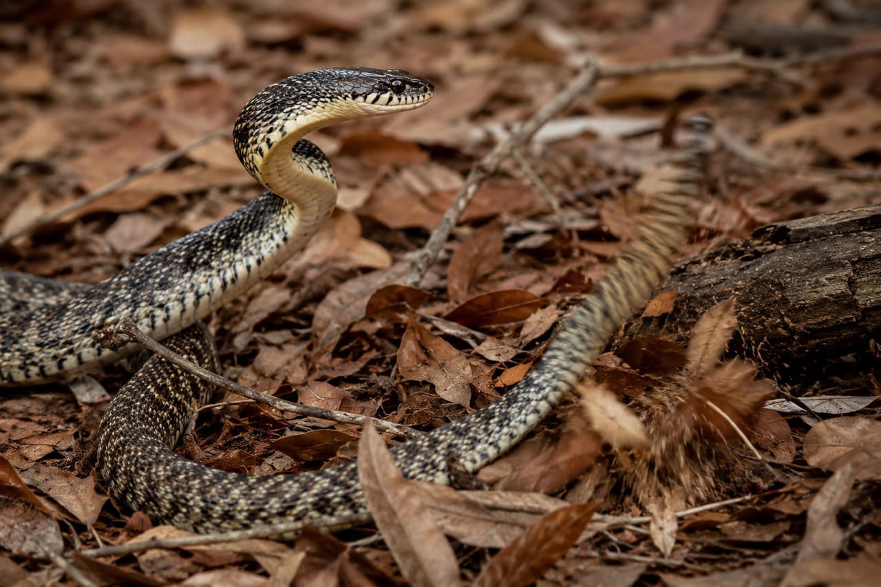 Algumas serpentes sem guizo vibram rapidamente a cauda sobre folhas secas ou galhos. O ruído pode lembrar o de uma cascavel e ajudar a afastar predadores.