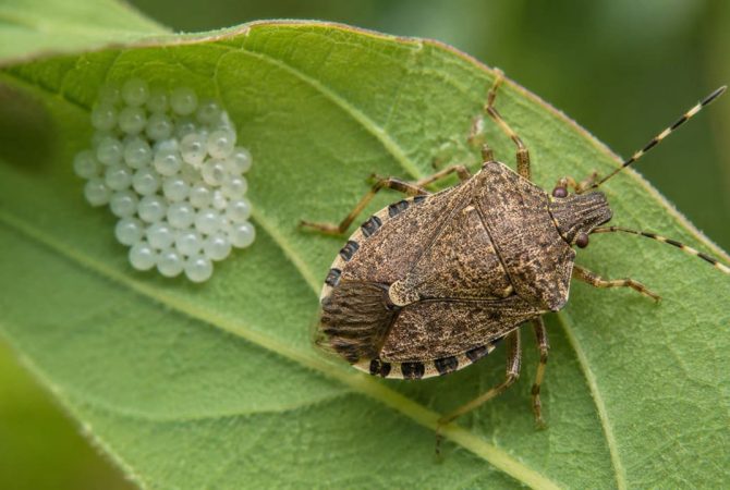 Livre de predadores naturais, percevejo asiático pode provocar grande destruição no Brasil