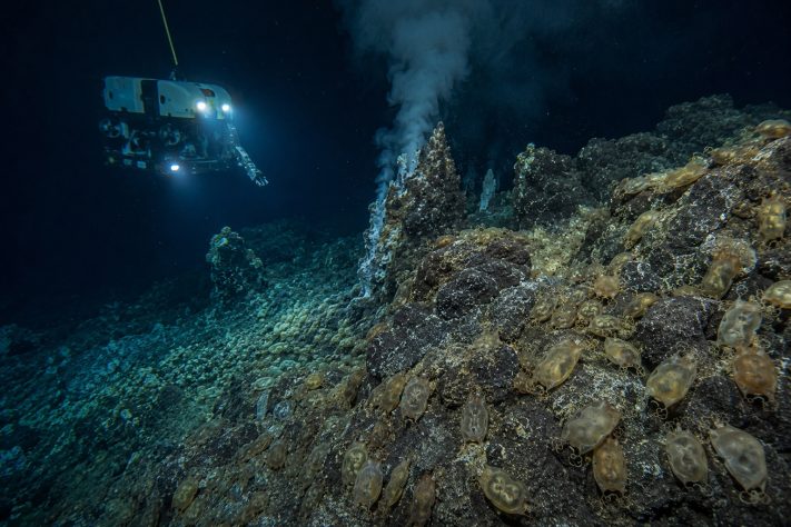 'Berçário gigante' com mais de 2,1 milhões de ovos de raias surpreende pesquisadores no litoral do Canadá – Imagem gerada por IA