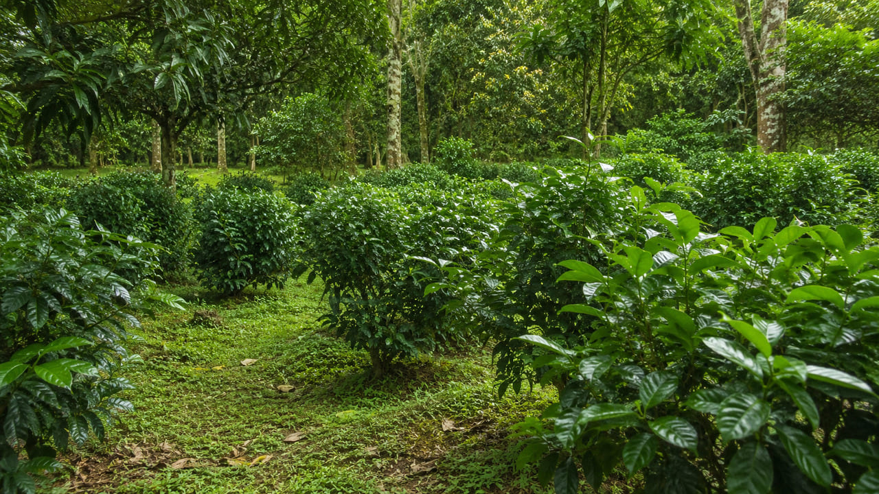 O jaborandi é um arbusto nativo do Brasil, encontrado principalmente em regiões da Amazônia e do Norte e Nordeste do país.  A planta costuma integrar a vegetação de florestas tropicais, onde desempenha papel importante na biodiversidade local. 