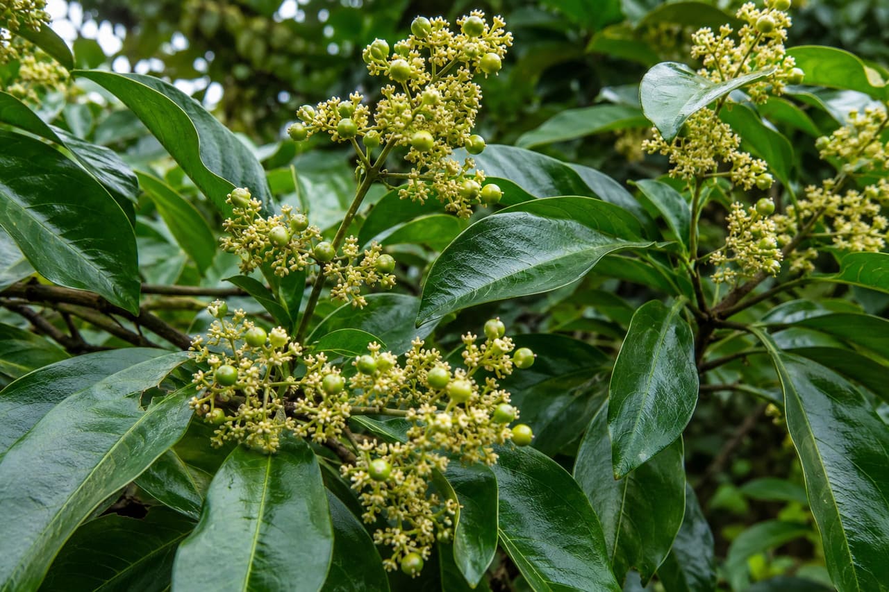 A espécie apresenta folhas verdes brilhantes e flores pequenas, adaptando-se bem a ambientes de clima quente e úmido.  É uma planta que reage bem a temperaturas mais elevadas. 