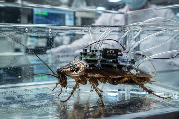Equipamento permite que baratas respirem debaixo d’água por até 3 horas em testes laboratoriais – Imagem gerada por IA