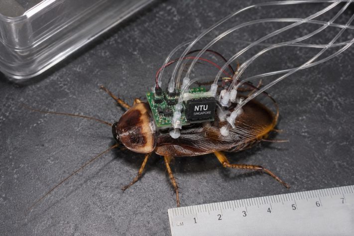 Equipamento permite que baratas respirem debaixo d’água por até 3 horas em testes laboratoriais – Imagem gerada por IA
