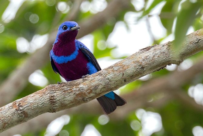 ‘Birdwatching’: Brasil é um dos principais destinos para observação de aves do mundo