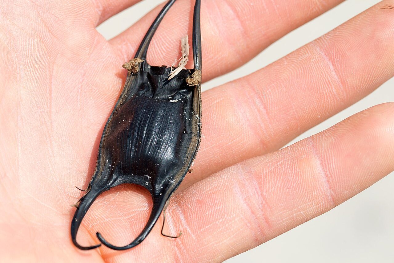 Em muitas espécies, as extremidades apresentam fios ou ganchos que prendem o ovo em algas, corais, esponjas ou rochas, o que evita que ele seja levado pela força das ondas. Dentro da cápsula, o embrião se alimenta de uma reserva de nutrientes presente no saco vitelino até alcançar um estágio adequado para nascer.