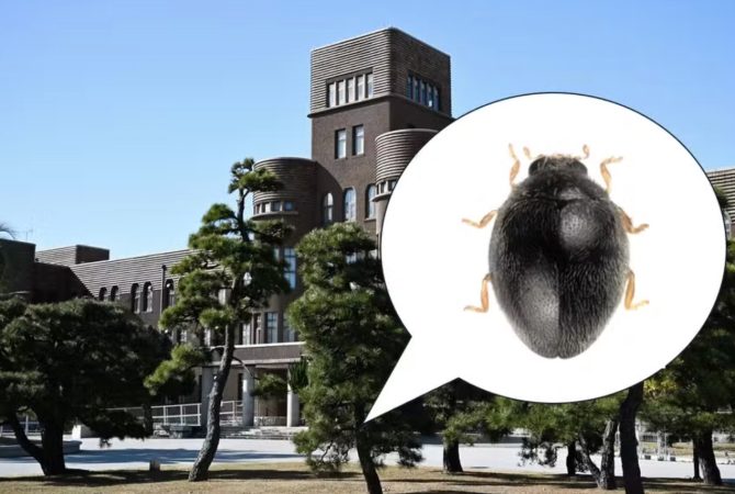 Cientistas descobrem nova espécie de joaninha de 1 milímetro vivendo em árvore de universidade no Japão