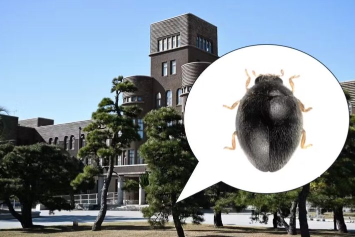 Espécie inédita de joaninha minúscula é encontrada em árvore de universidade do Japão – Munetoshi Maruyama/Universidade Kyushu