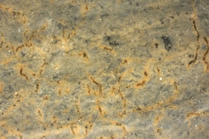 Filamentos fossilizados preservados em rochas do Grupo Corumbá, em Mato Grosso do Sul, formadas há cerca de 544 milhões de anos, no período Ediacarano – Reprodução/Bruno Becker-Kerber/Harvard University via Jornal da Unesp