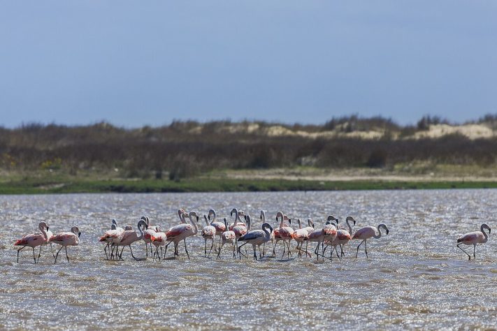 Parque Nacional da Lagoa do Peixe, Mostardas (RS) – Wikimedia Commons/Juarez de Andrade Junior