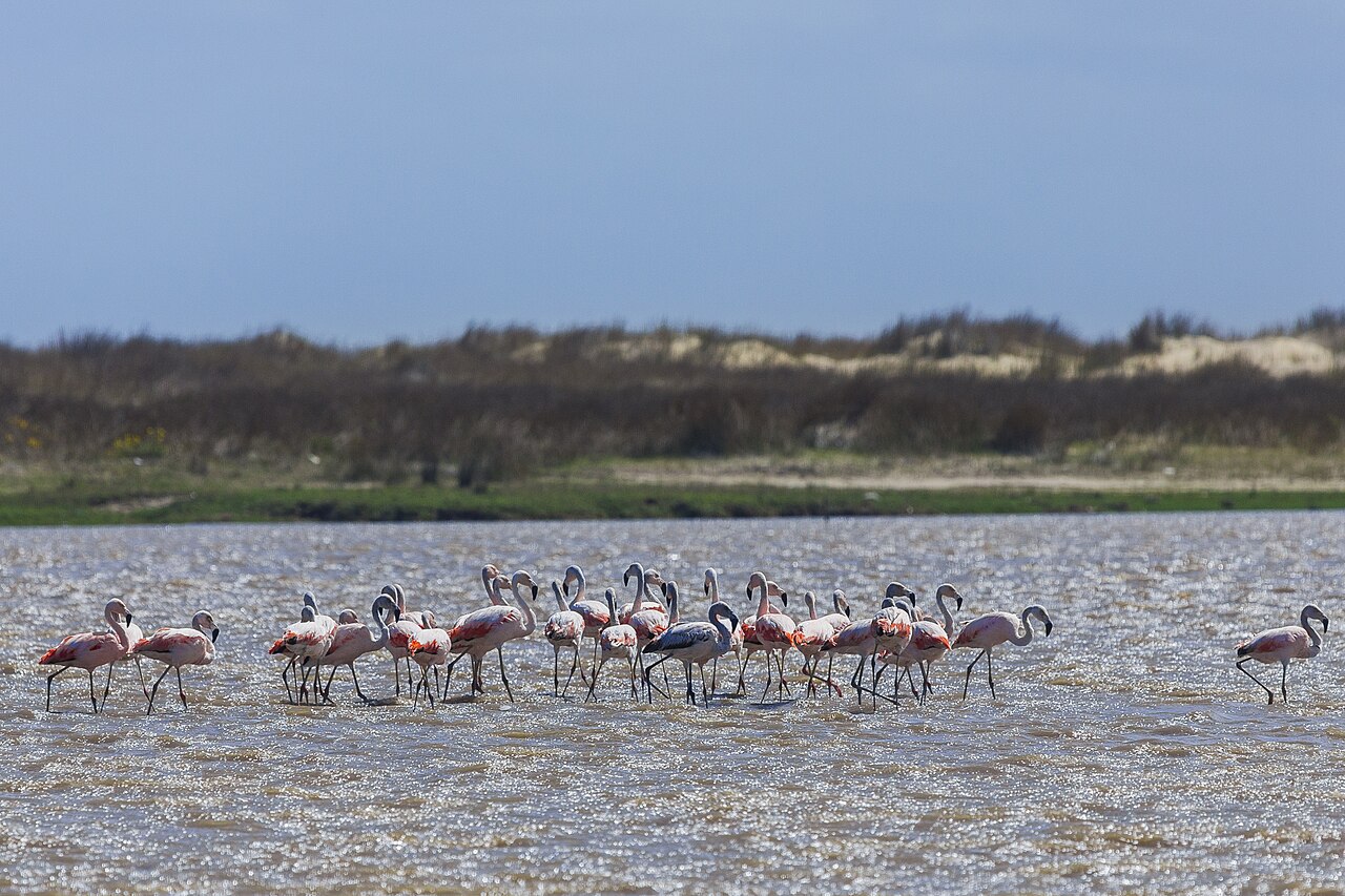 Com mais de 36 mil hectares, o parque protege ambientes de grande valor ecológico e recebe espécies vindas de regiões tão distantes quanto o Alasca, o Chile e a Terra do Fogo. Flamingos, maçaricos, cisnes, biguás e dezenas de outras aves utilizam a lagoa como ponto de descanso e alimentação durante suas longas jornadas.