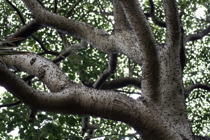 Assacu (Hura crepitans) – Floresta Amazônica tem árvore com fruto que 'explode' | Flickr - Tatters