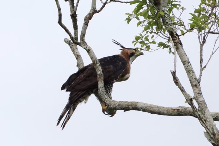 Gavião-de-penacho (Spizaetus ornatus) – Reprodução/YouTube