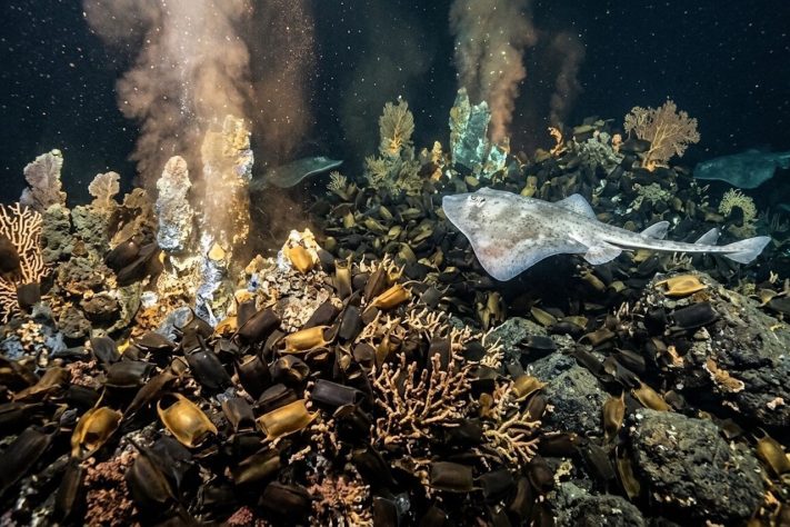 'Berçário gigante' com mais de 2,1 milhões de ovos de raias surpreende pesquisadores no litoral do Canadá – Imagem gerada por IA