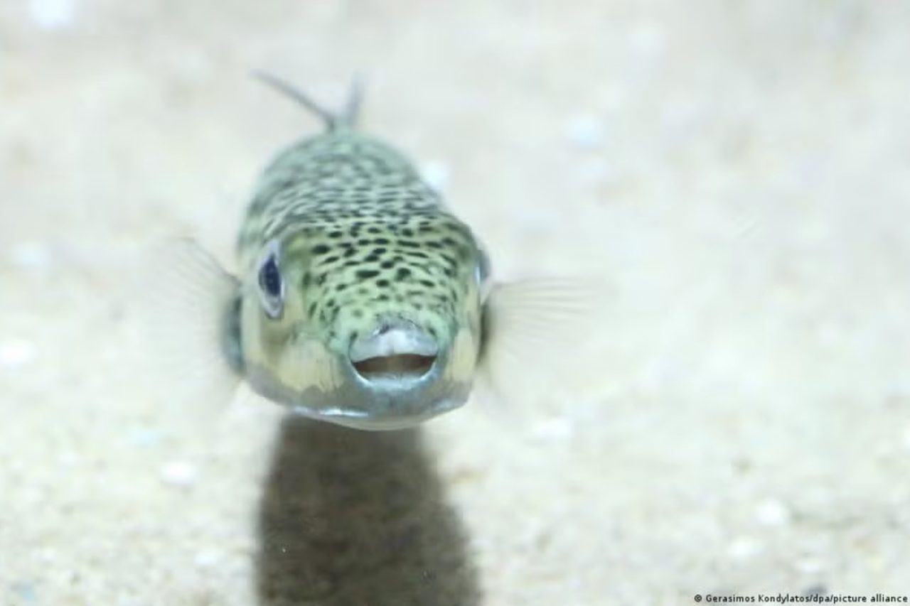 A espécie, originária dos oceanos Índico e Pacífico, chegou ao Mediterrâneo após atravessar o Canal de Suez pelo Mar Vermelho e foi registrada pela primeira vez no litoral grego em 2005. Sem predadores naturais na região, sua população cresceu de forma acelerada, principalmente no sul do Mar Egeu.