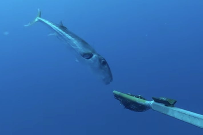 Grécia oferece recompensa financeira para quem capturar peixe venenoso que ameaça o Mediterrâneo (Lagocephalus sceleratus) – Reprodução 