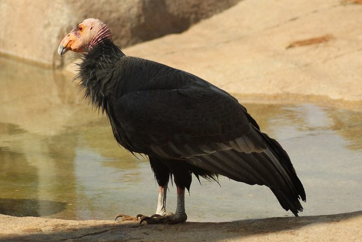 Condor-da-Califórnia (Gymnogyps californianus) | Flickr - Stacy