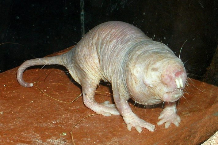 Rato-toupeira-pelado (Heterocephalus glaber) – Wikimedia Commons/Roman Klementschitz, Wien