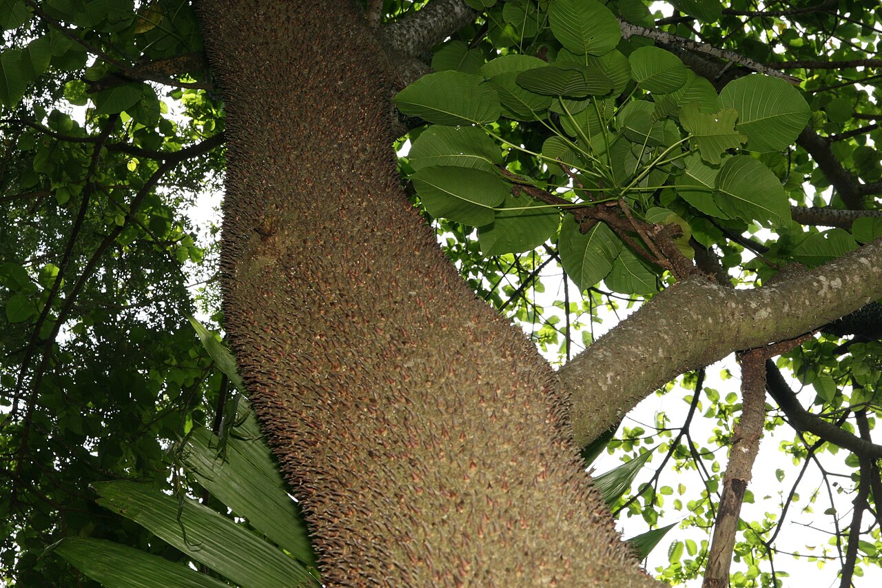 A responsável por esse fenômeno é o assacu (Hura crepitans), espécie típica das florestas tropicais da América do Sul e conhecida por apresentar um dos mecanismos de dispersão de sementes mais eficientes do reino vegetal. Esse processo, chamado de 