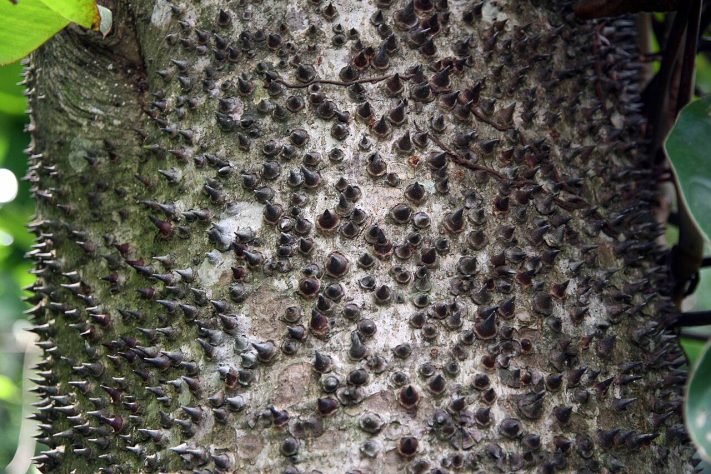 Assacu (Hura crepitans) – Floresta Amazônica tem árvore com fruto que 'explode' | Wikimedia Commons/David J. Stang